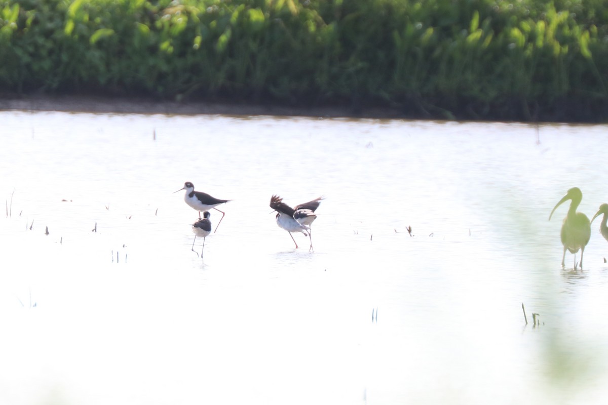 Black-necked Stilt - ML621882467