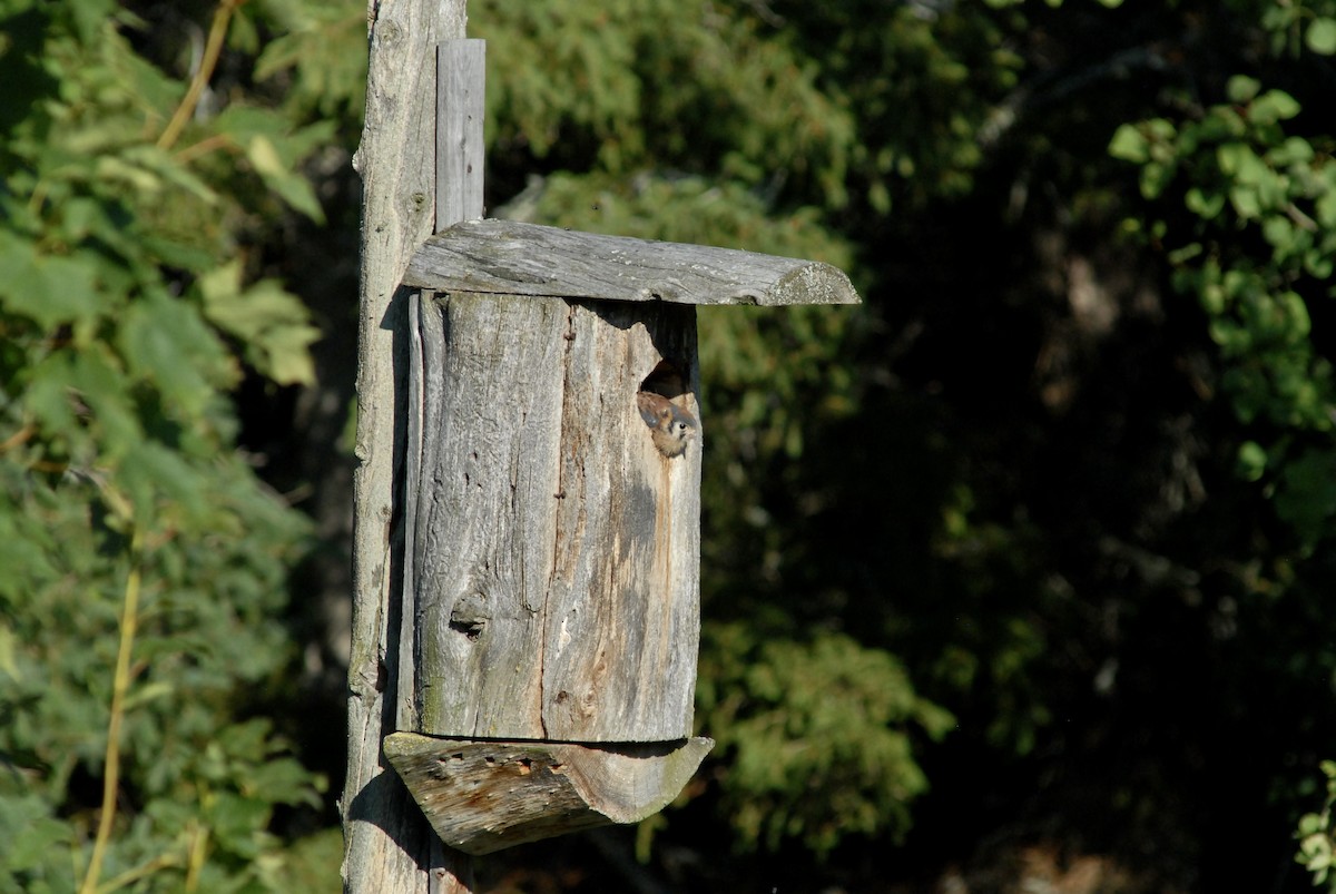 American Kestrel - ML621882480