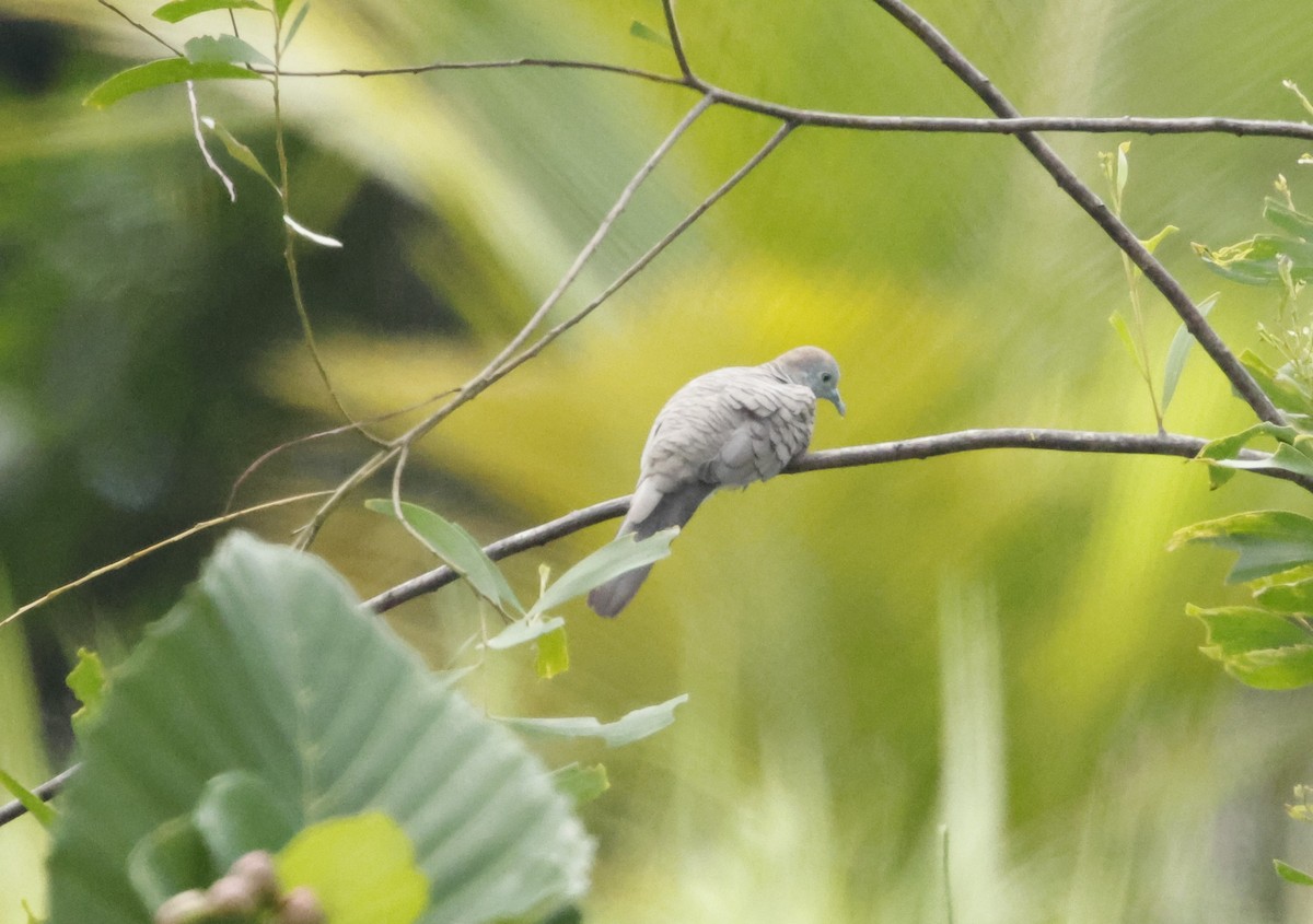 Zebra Dove - ML621882481