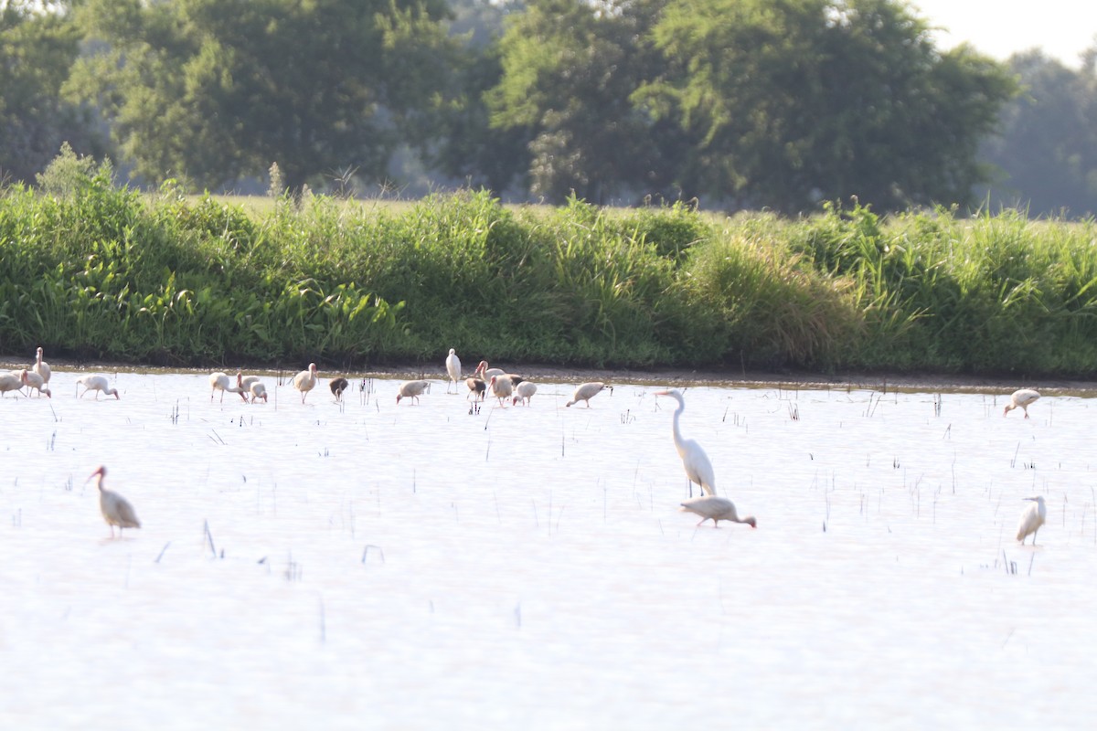 White Ibis - Matt Conn