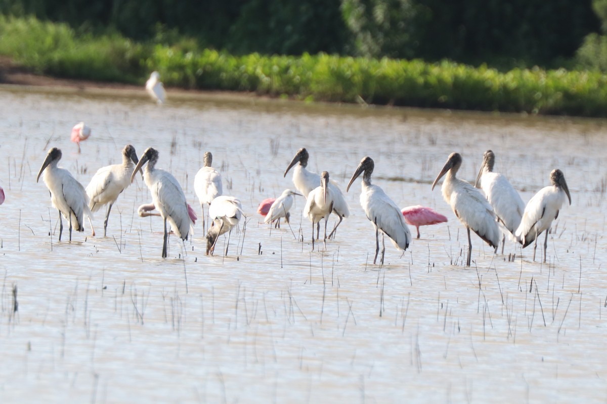 Wood Stork - ML621882516