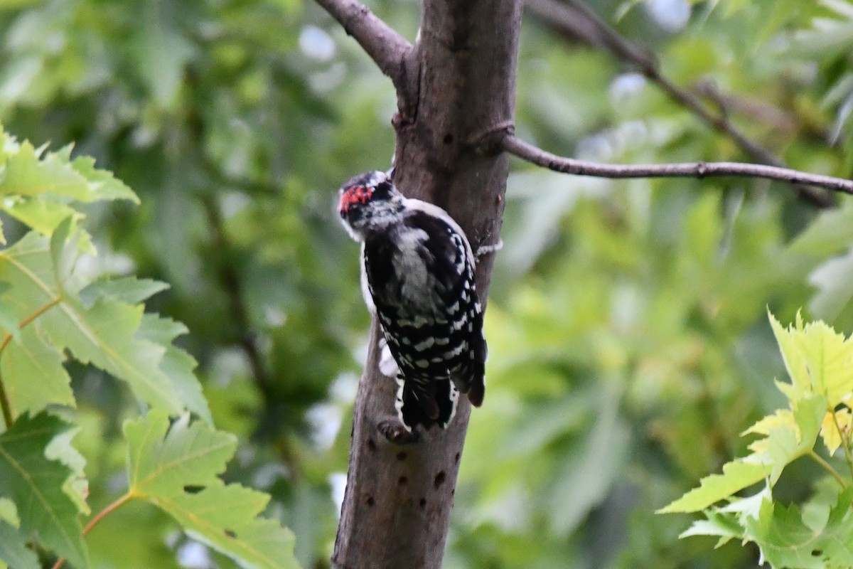 Downy Woodpecker - Carmen Ricer