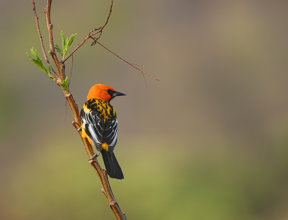 Streak-backed Oriole - Poojan Gohil