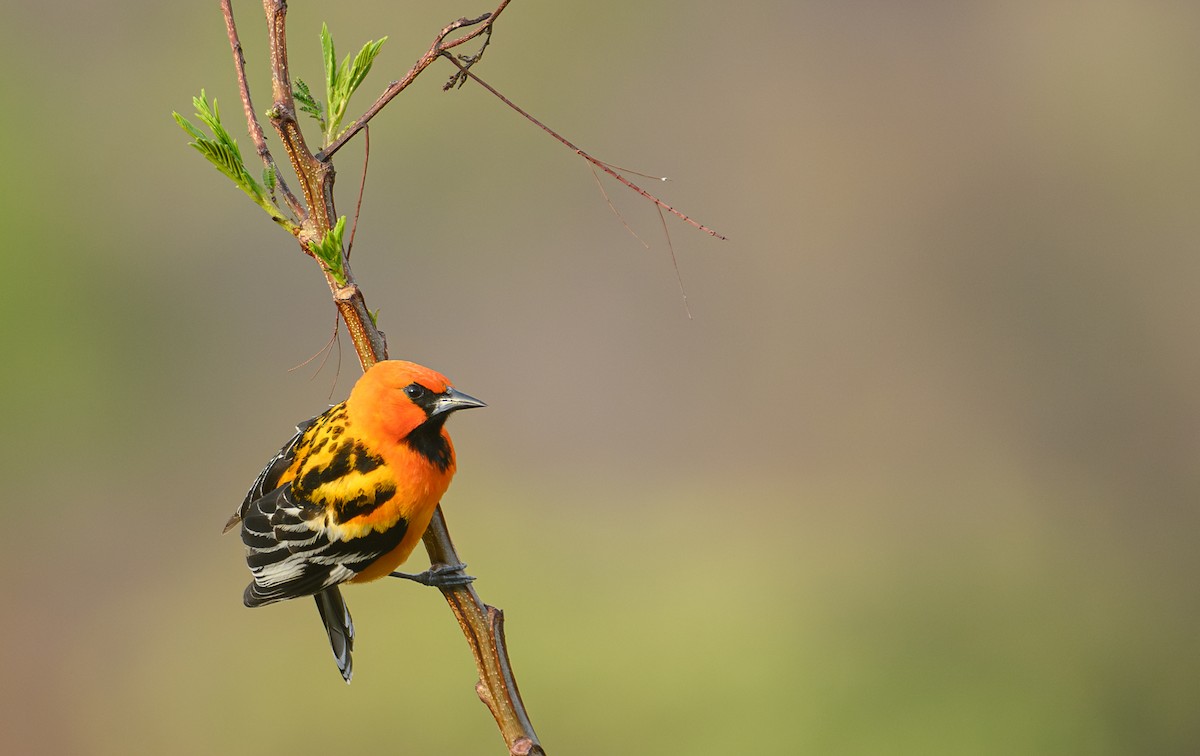 Streak-backed Oriole - ML621882546