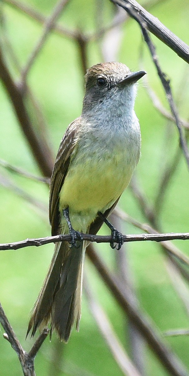 Dusky-capped Flycatcher - ML621882575