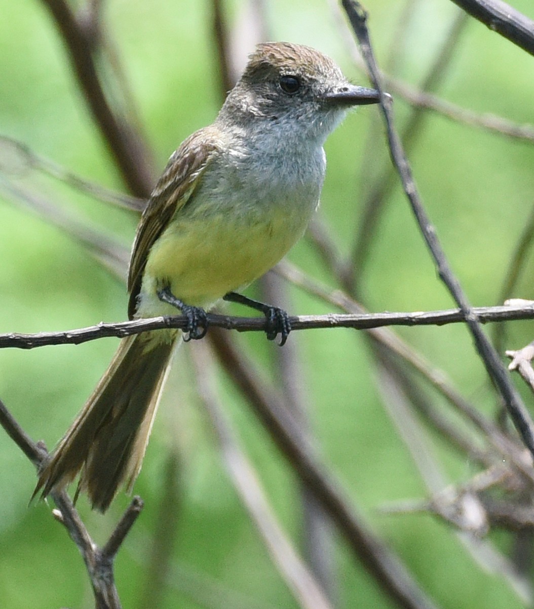 Dusky-capped Flycatcher - ML621882576