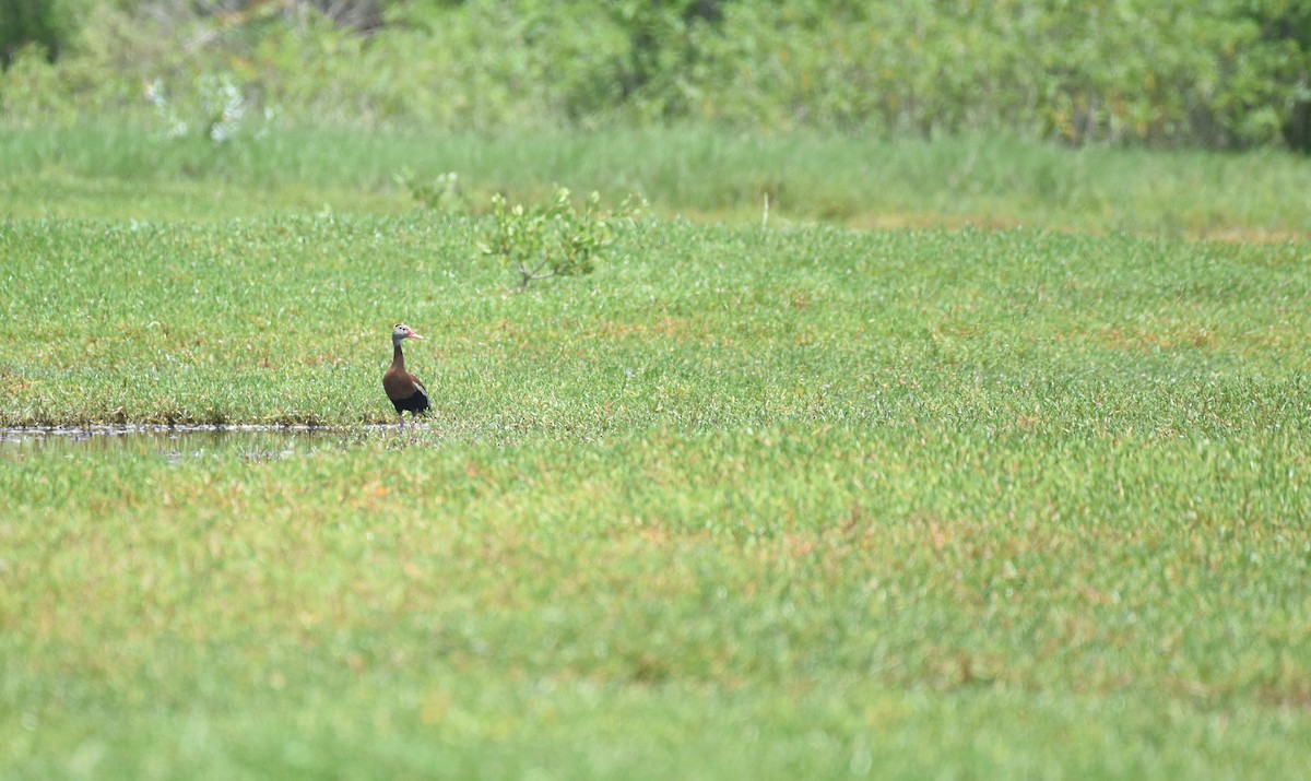 Black-bellied Whistling-Duck - ML621882583