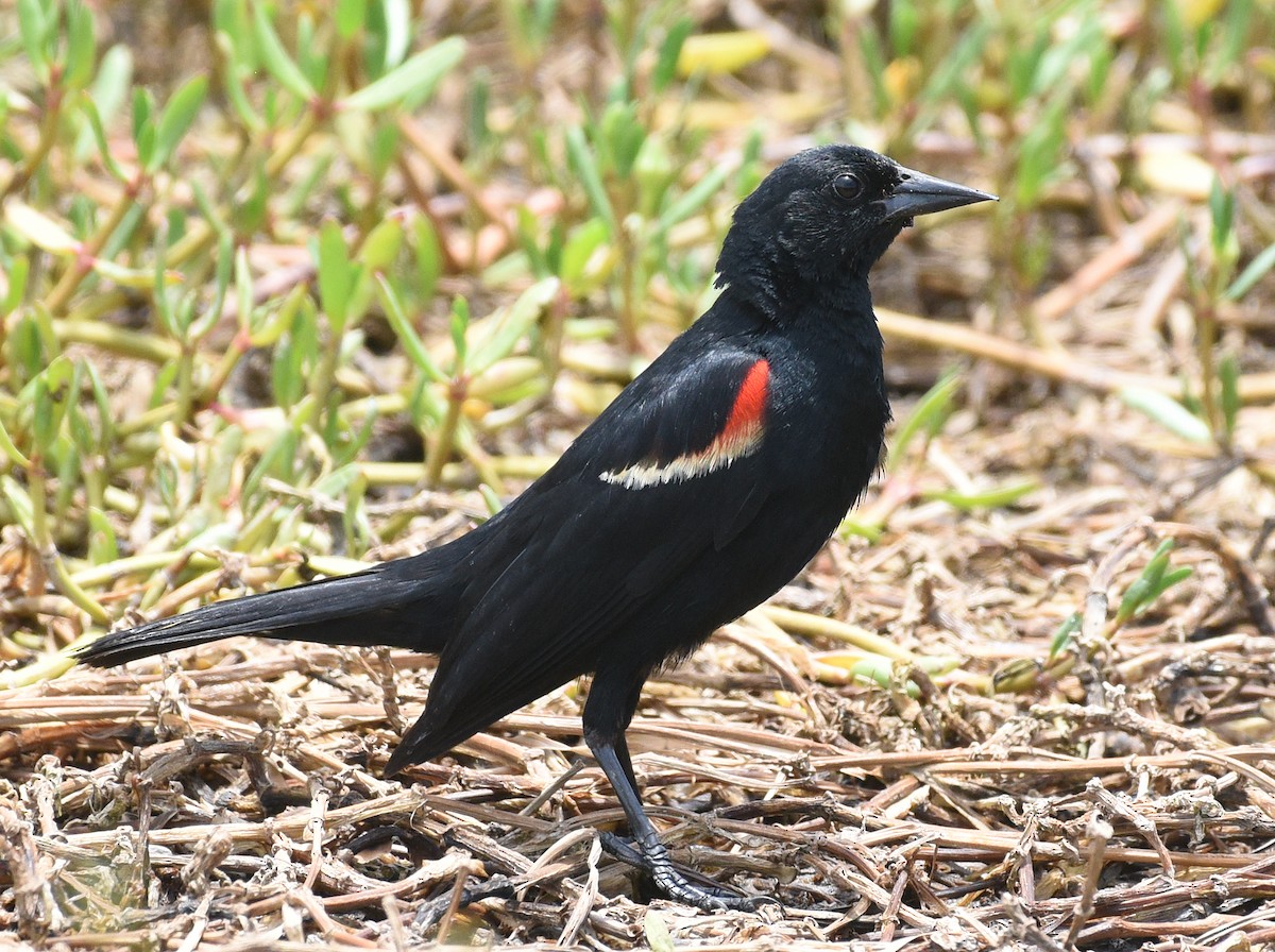 Red-winged Blackbird - ML621882586