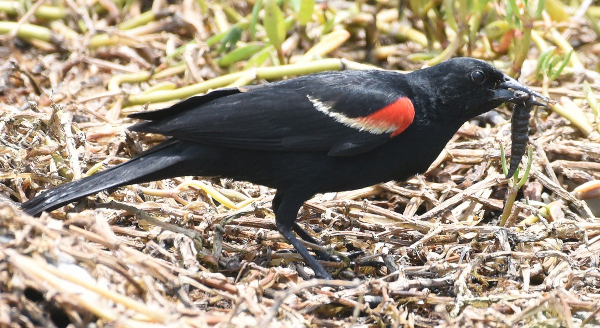 Red-winged Blackbird - ML621882587