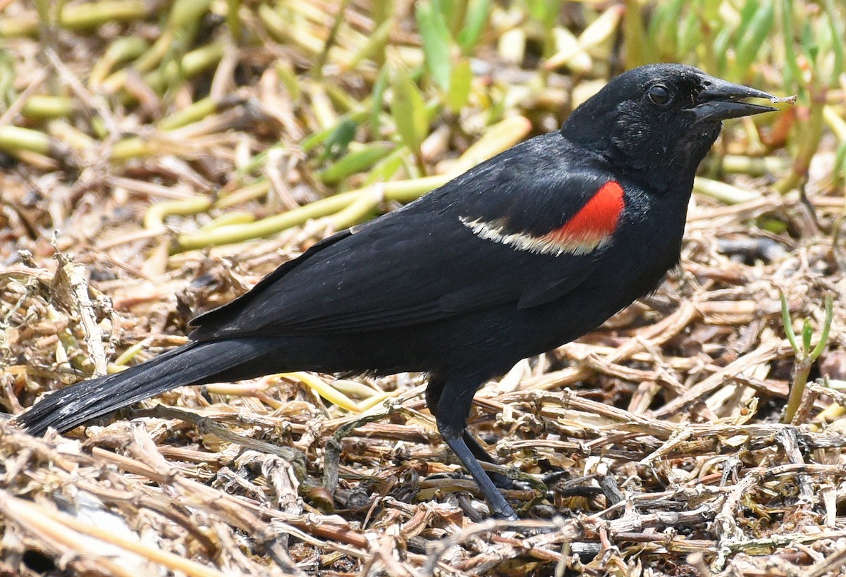 Red-winged Blackbird - Steven Mlodinow