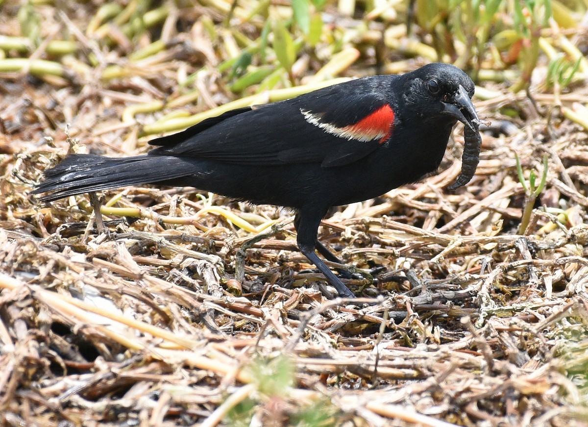 Red-winged Blackbird - ML621882589