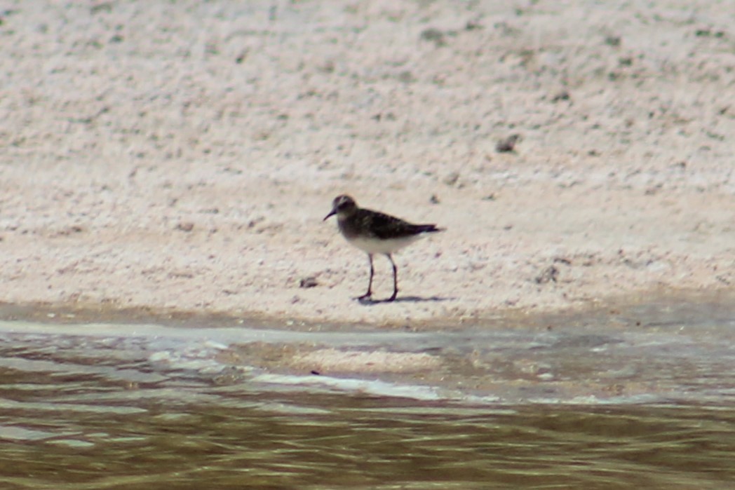 Least Sandpiper - ML621882607