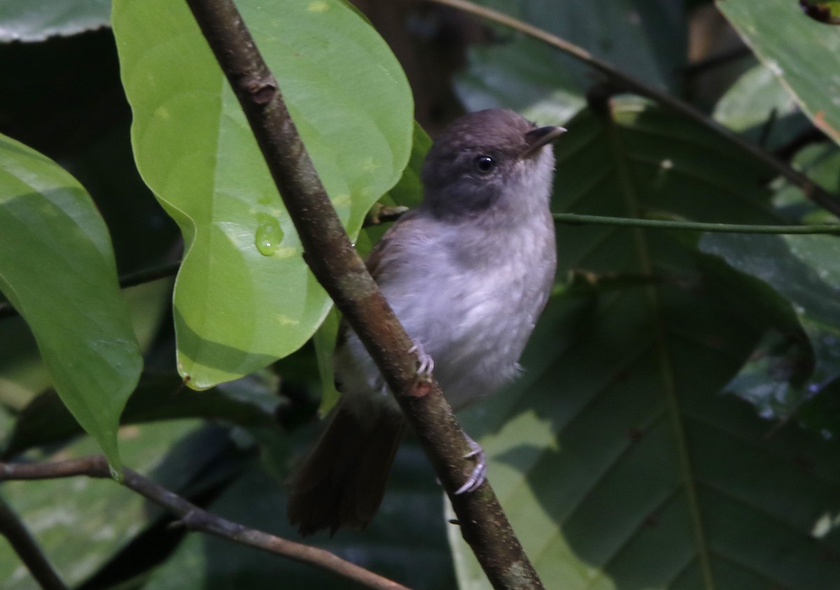 Brown Fulvetta - ML621882611