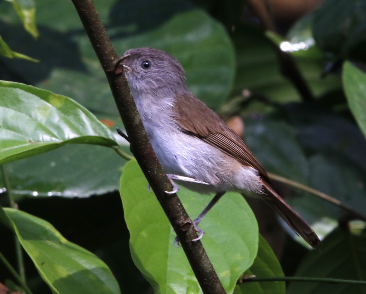 Brown Fulvetta - Lee Muse