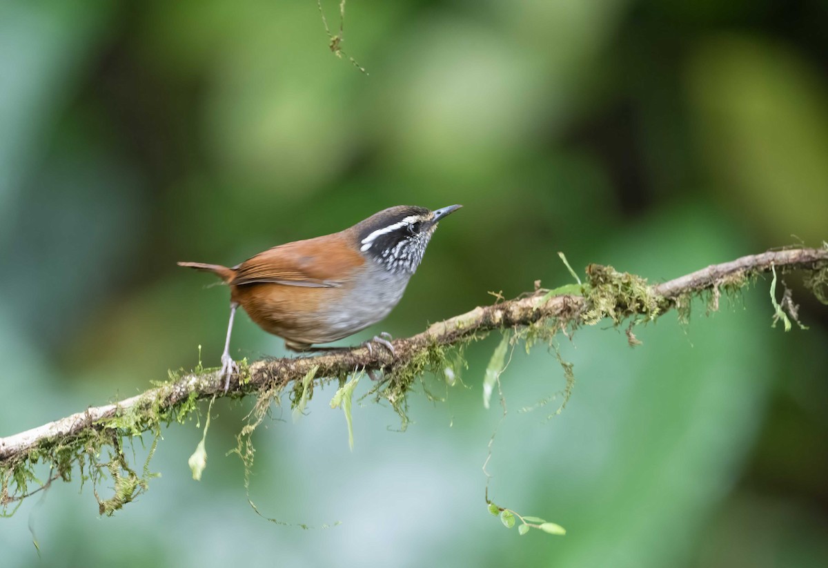 Gray-breasted Wood-Wren - ML621882642