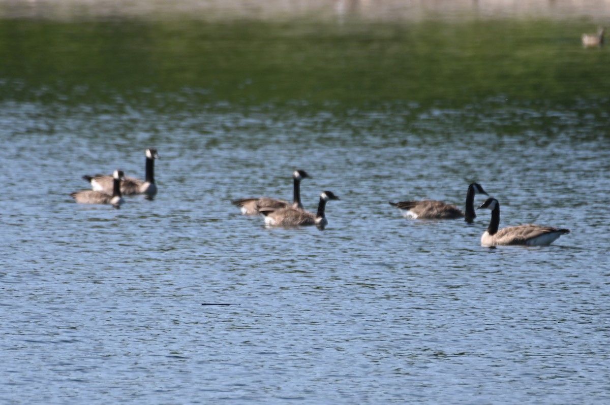 Canada Goose - ML621882664