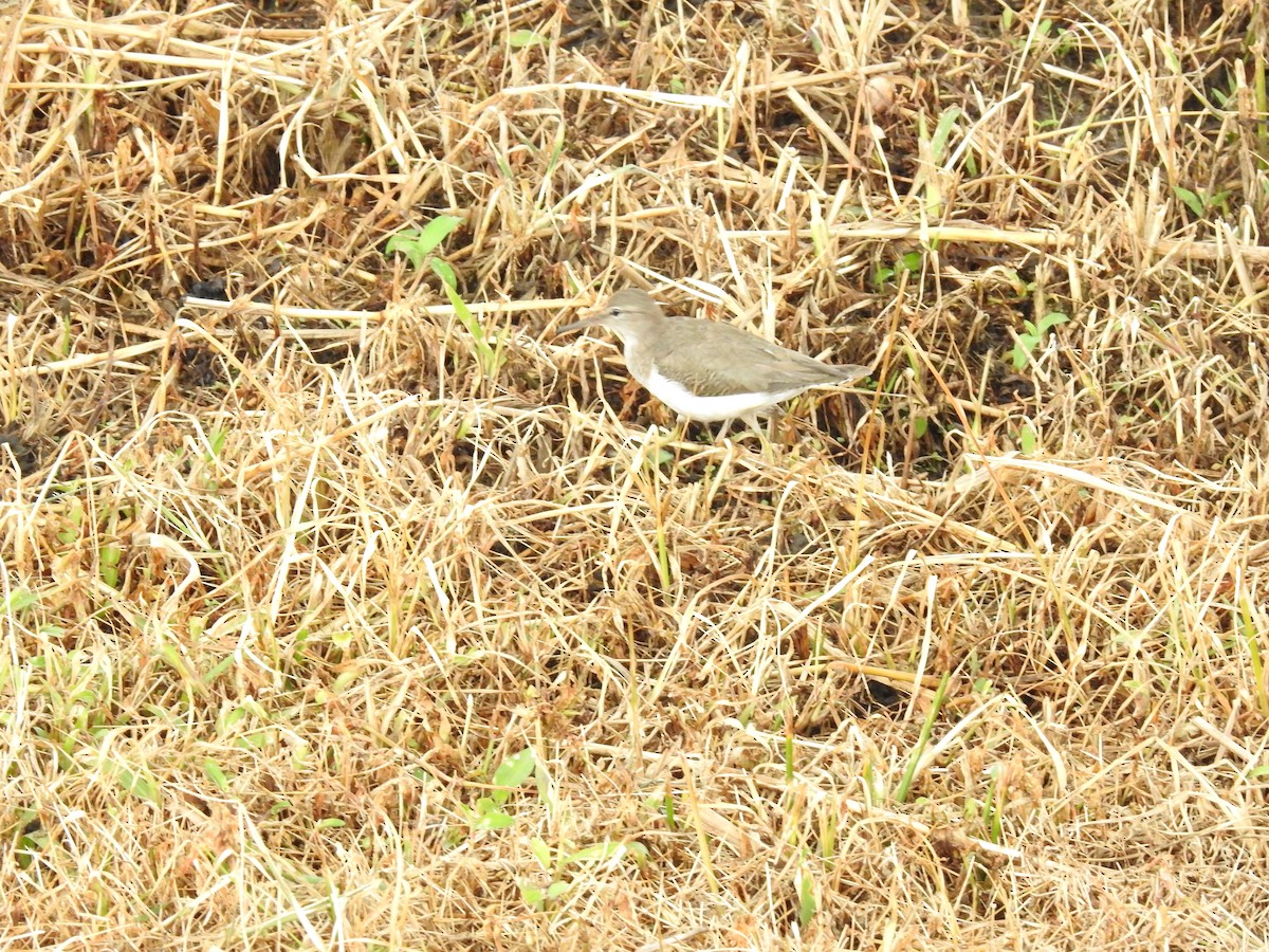 Spotted Sandpiper - ML621882679