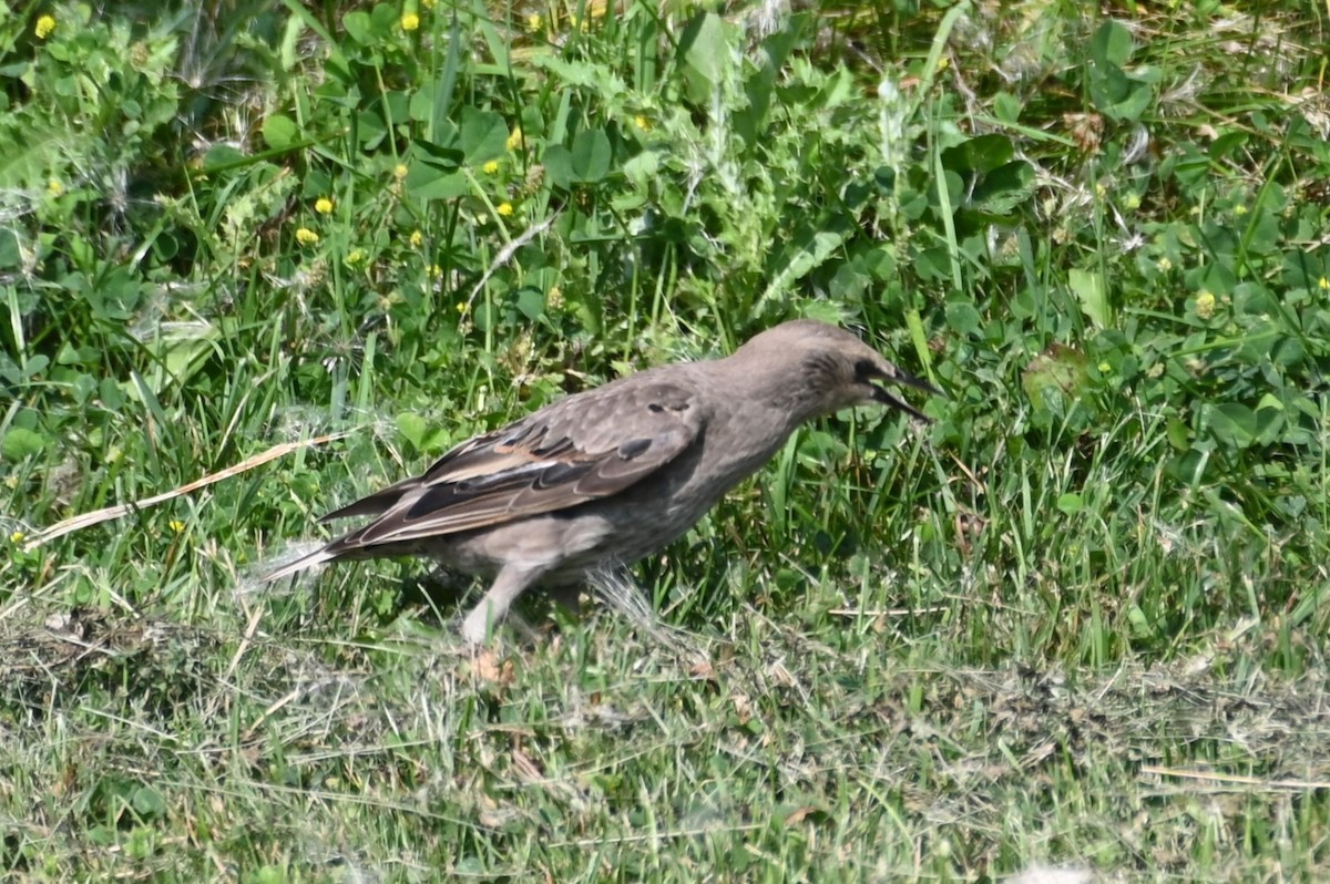 European Starling - ML621882681