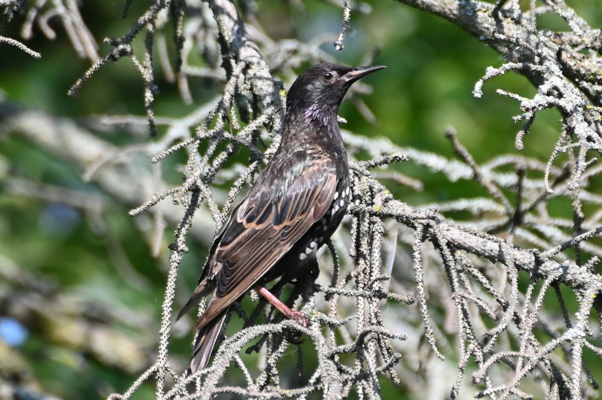 European Starling - ML621882682