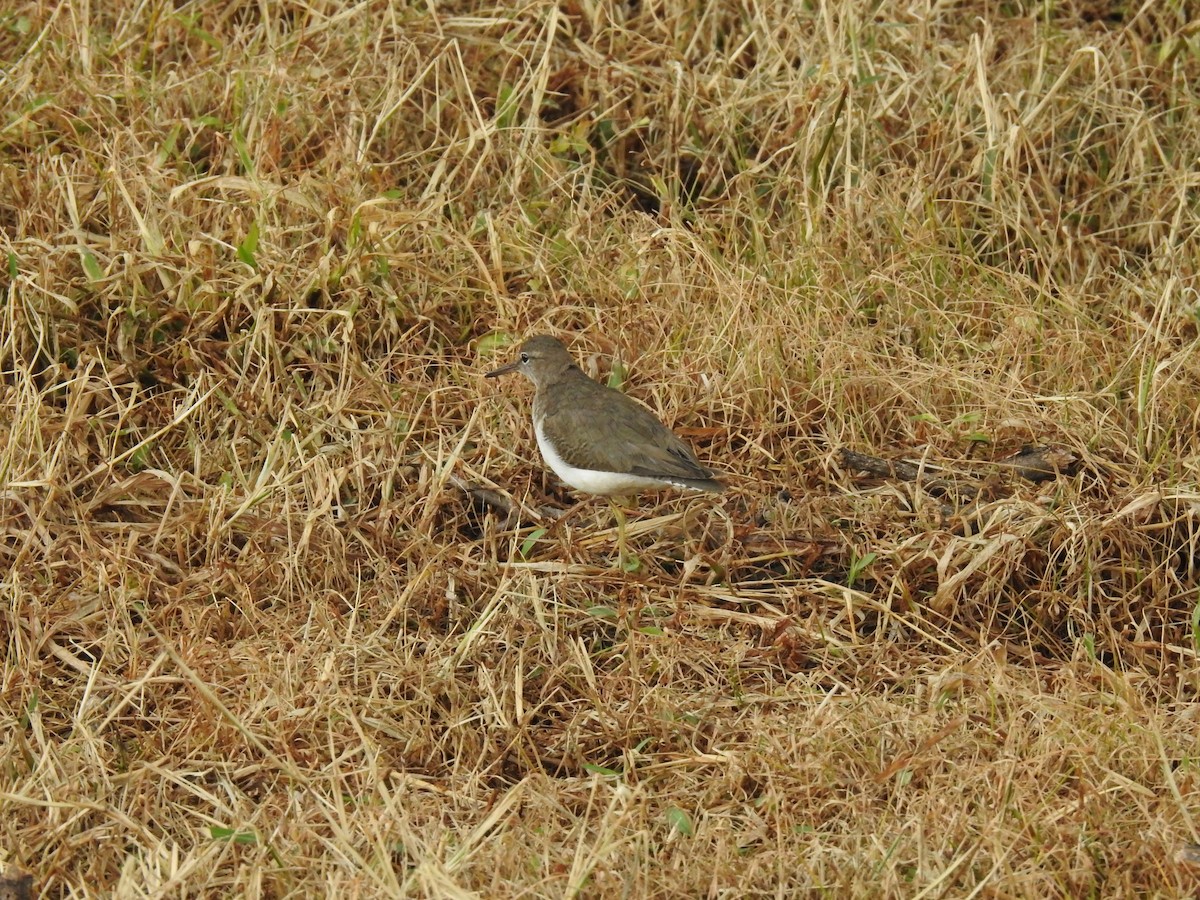 Spotted Sandpiper - Erick Barbato