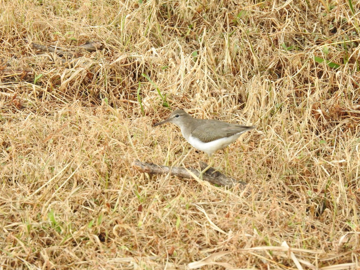 Spotted Sandpiper - ML621882686