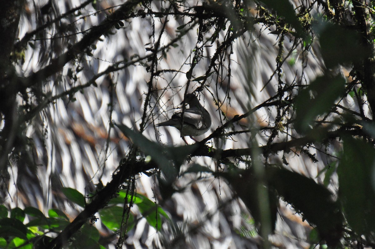 White-tipped Dove - ML621882687