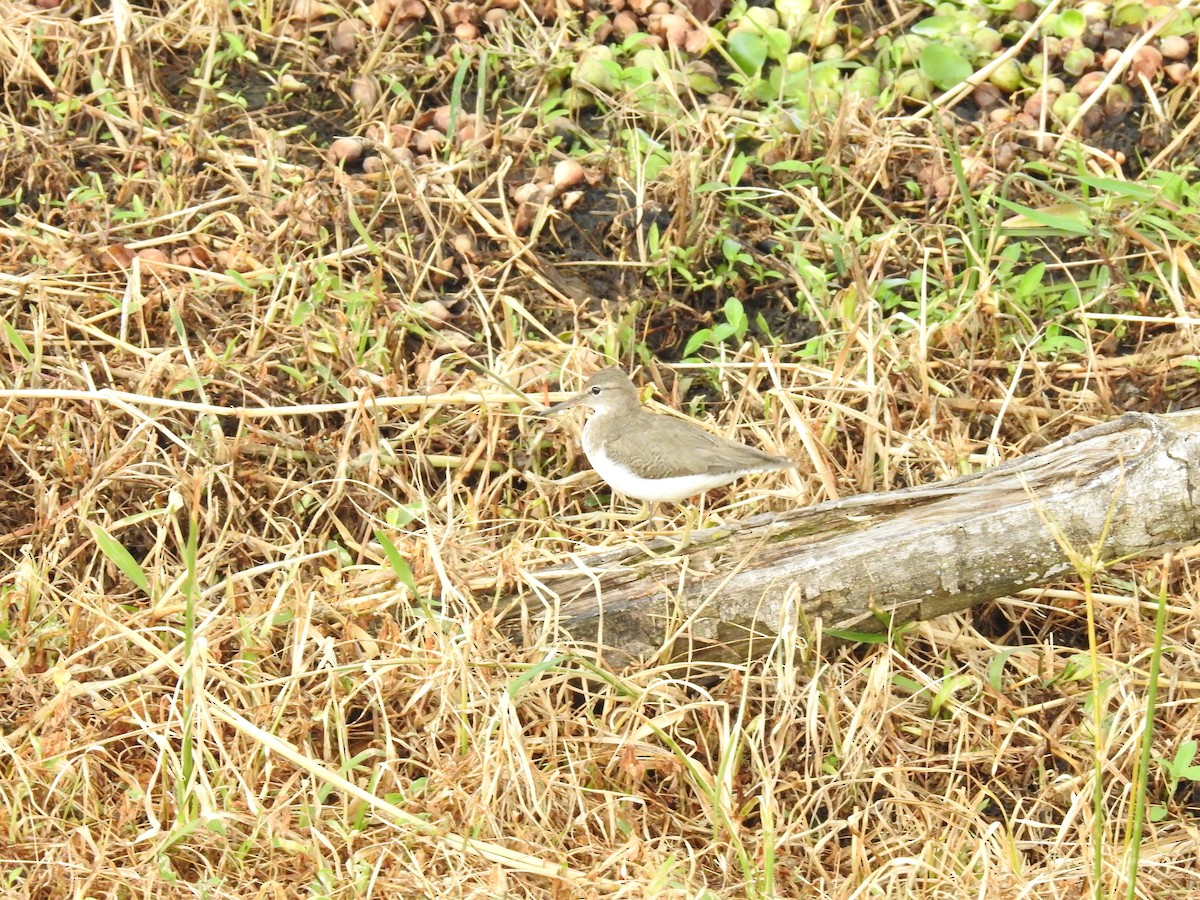 Spotted Sandpiper - ML621882688