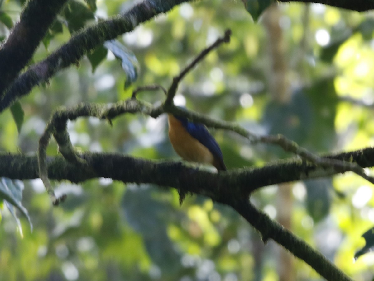 Bornean Blue Flycatcher - ML621882689