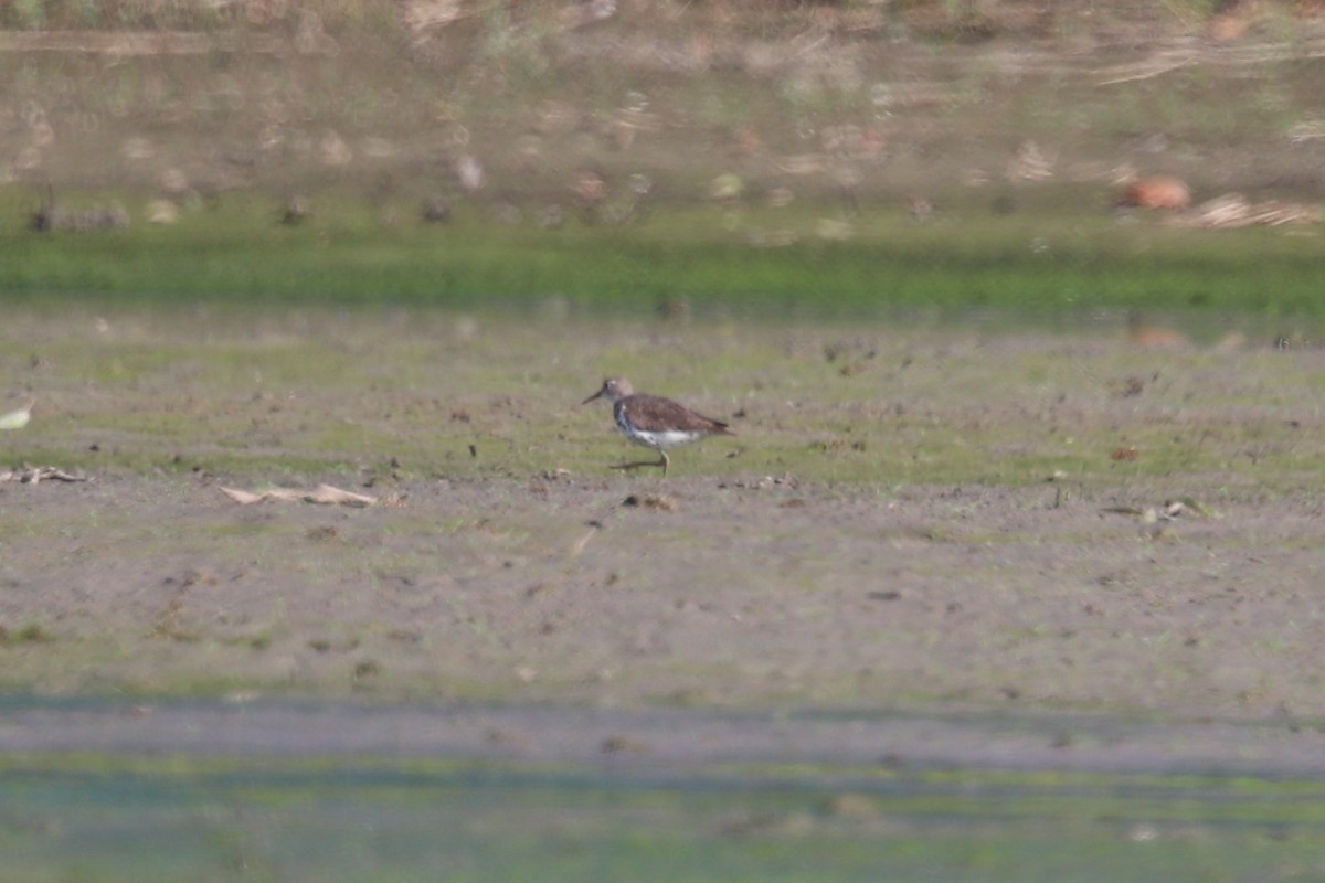 Spotted Sandpiper - ML621882690