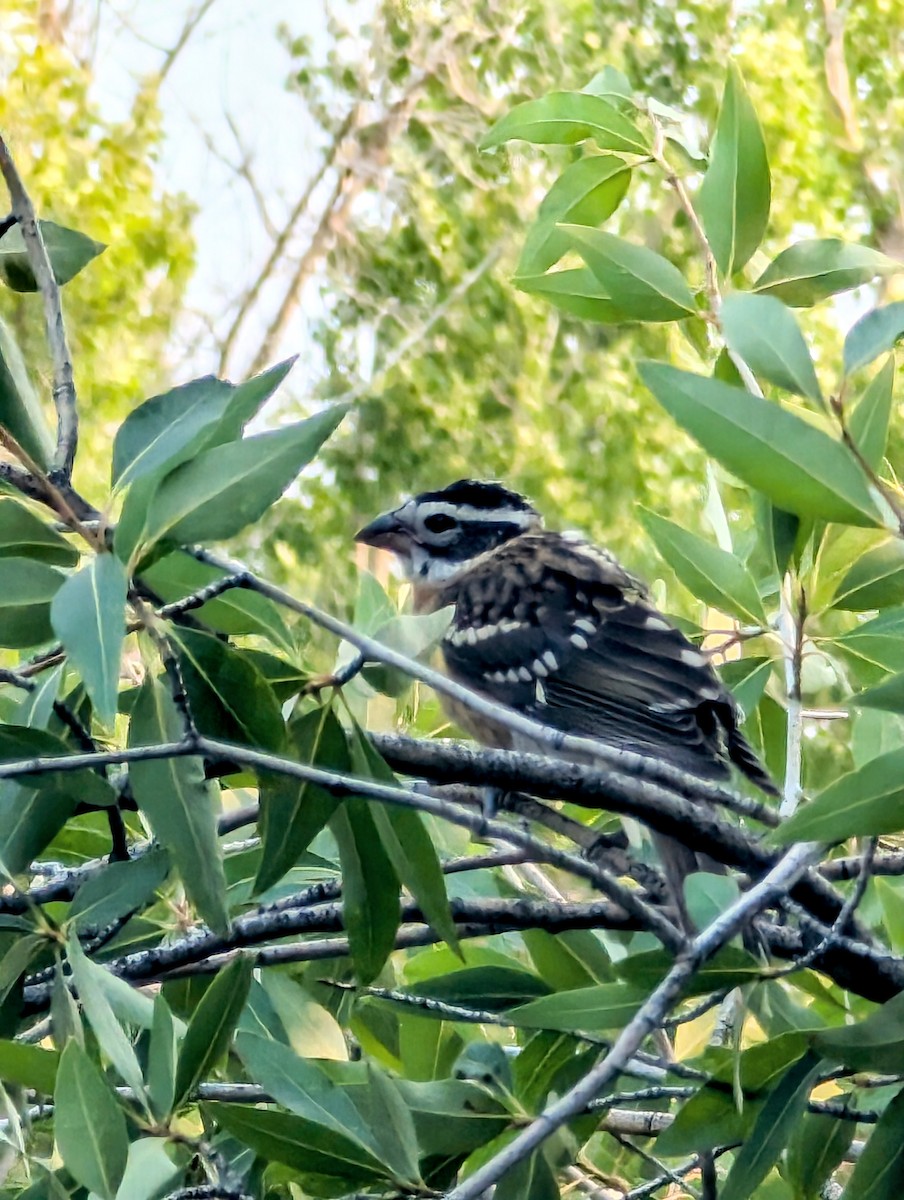 Black-headed Grosbeak - Ryan Gardner