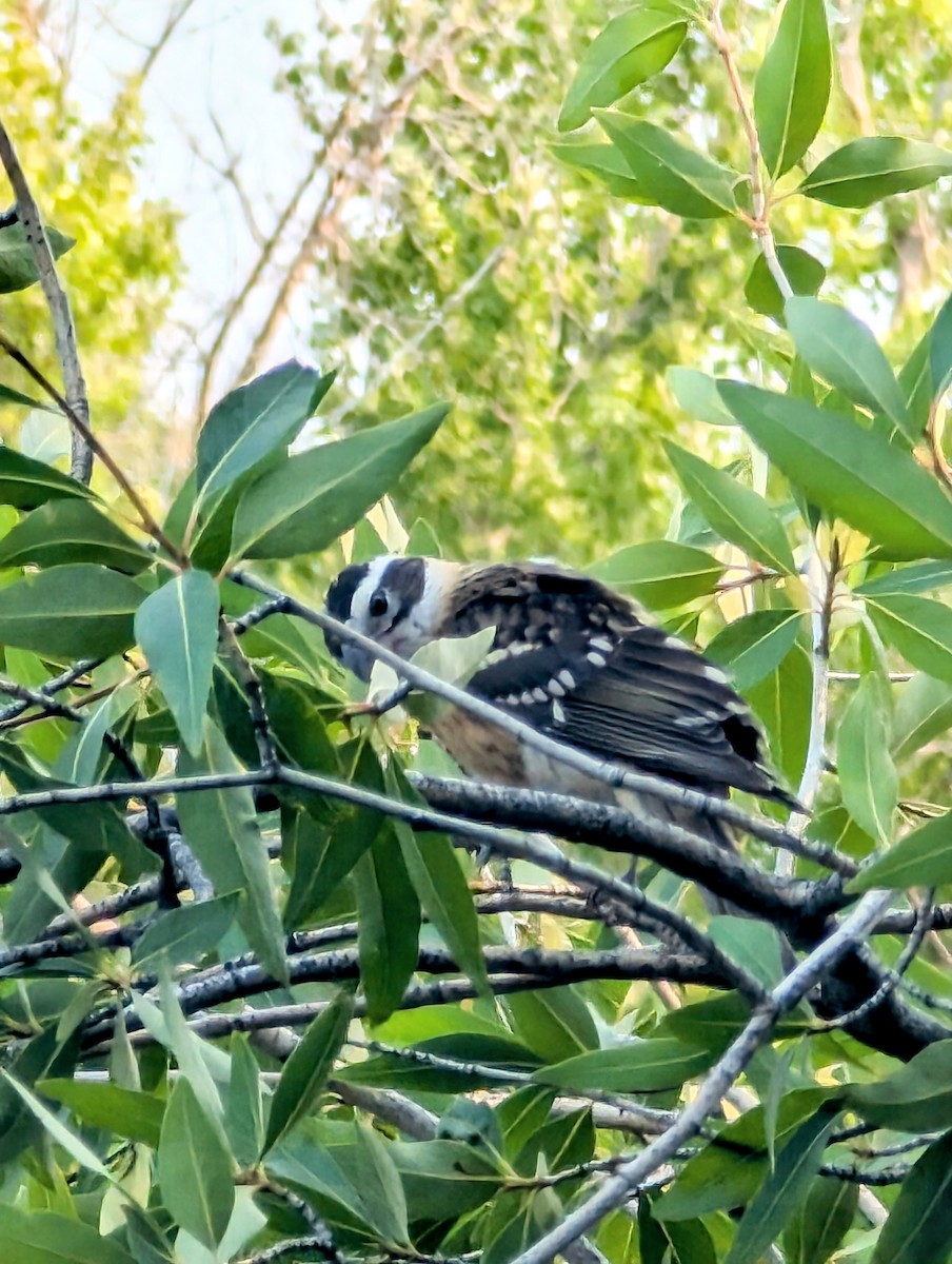 Black-headed Grosbeak - ML621882692