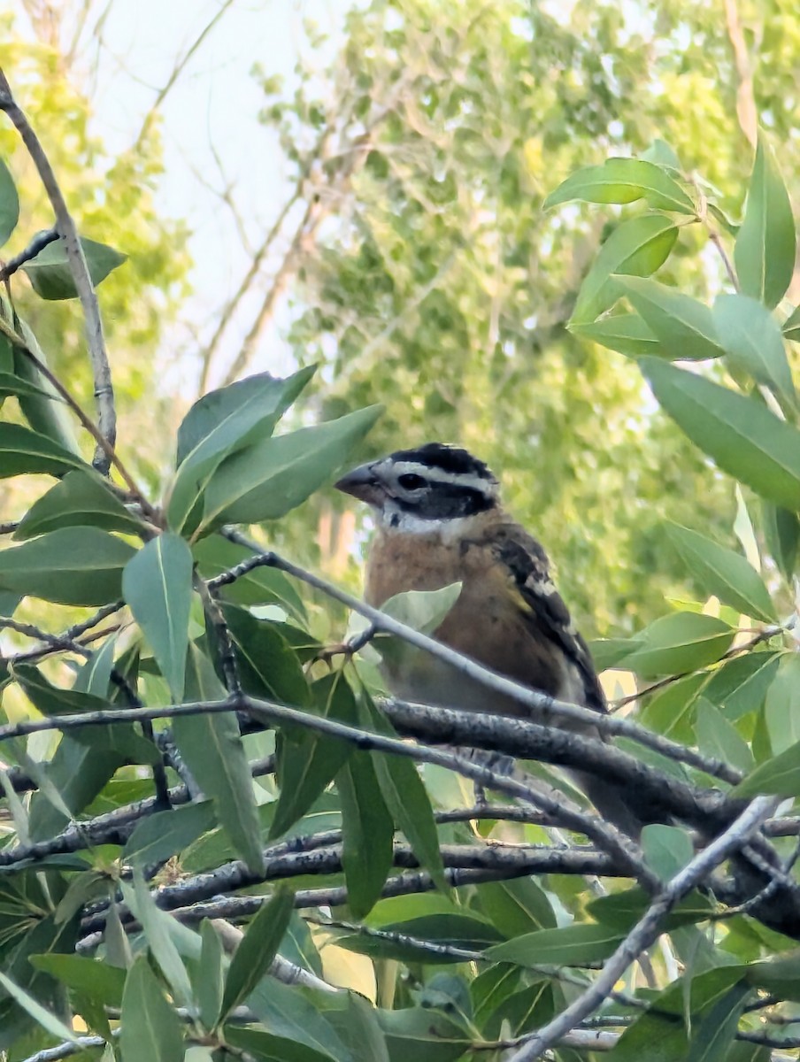 Black-headed Grosbeak - ML621882693