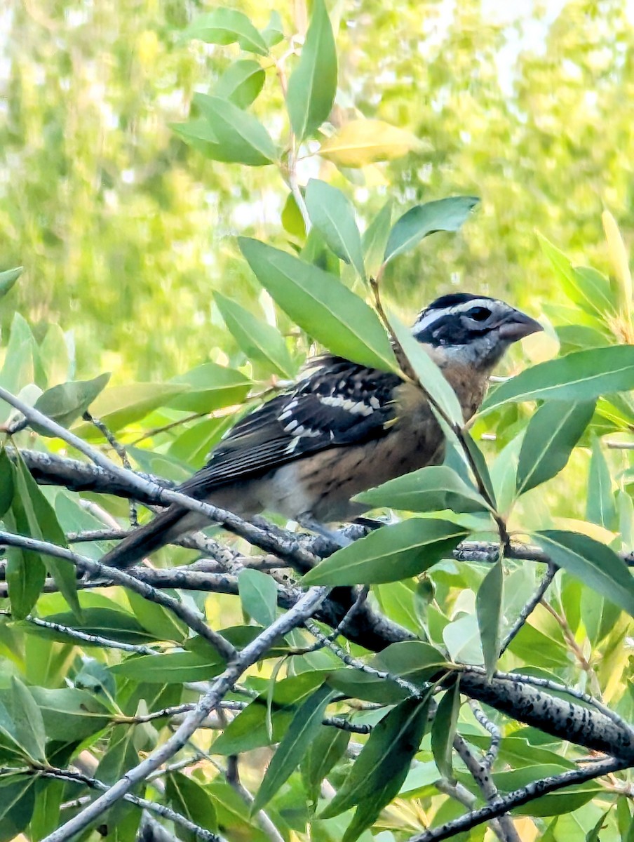 Black-headed Grosbeak - ML621882694