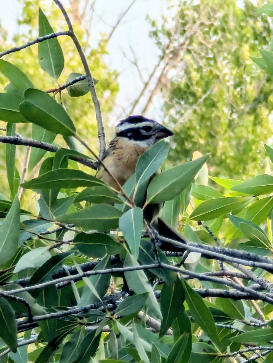 Black-headed Grosbeak - ML621882695