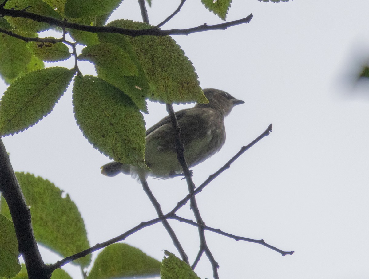 Cedar Waxwing - MCHL ____