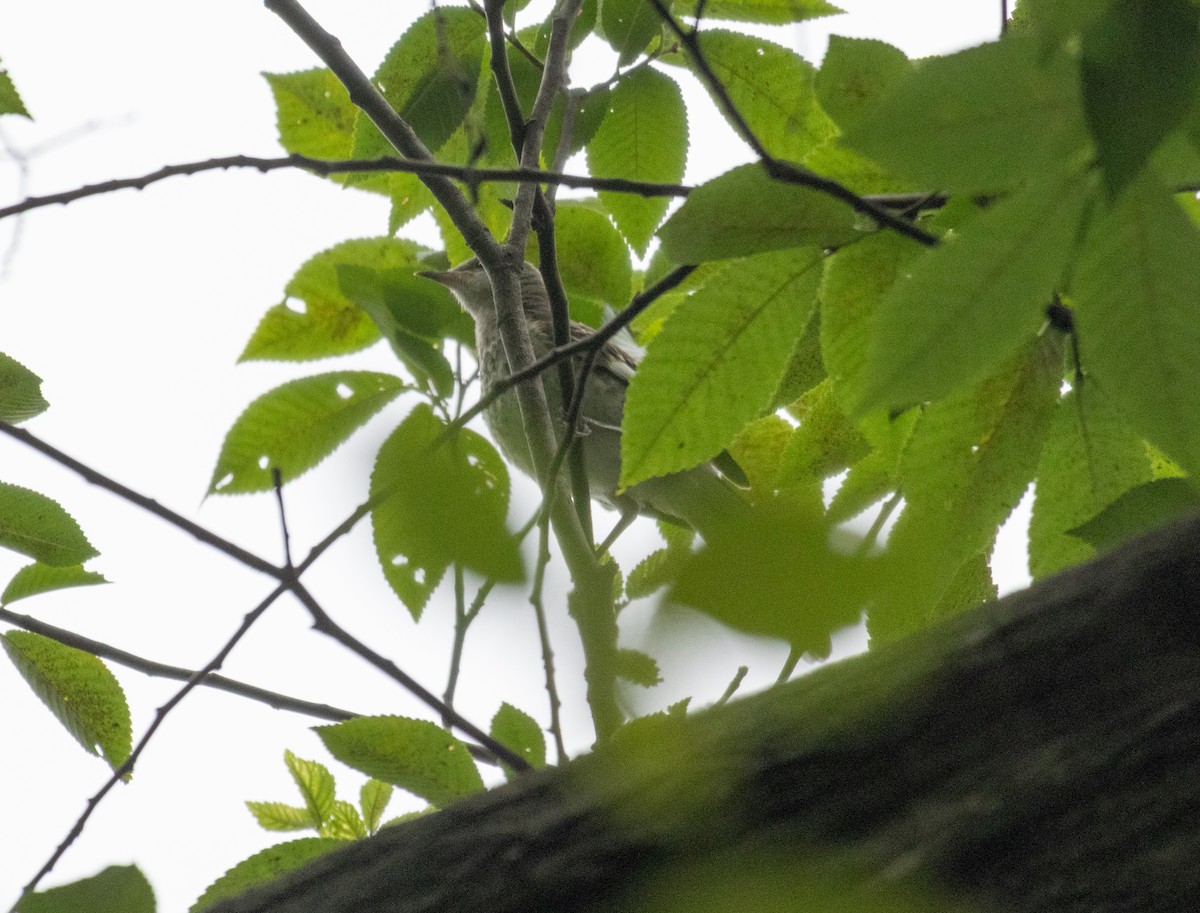 Northern Mockingbird - ML621882699