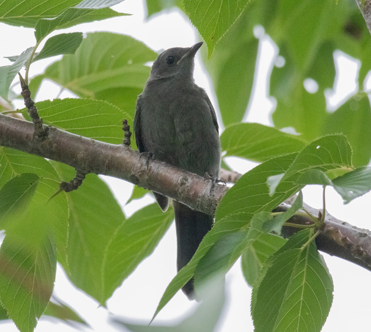 Gray Catbird - ML621882710