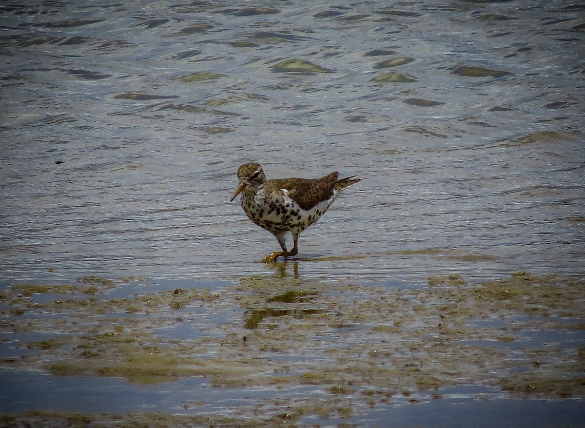 Spotted Sandpiper - ML621882711