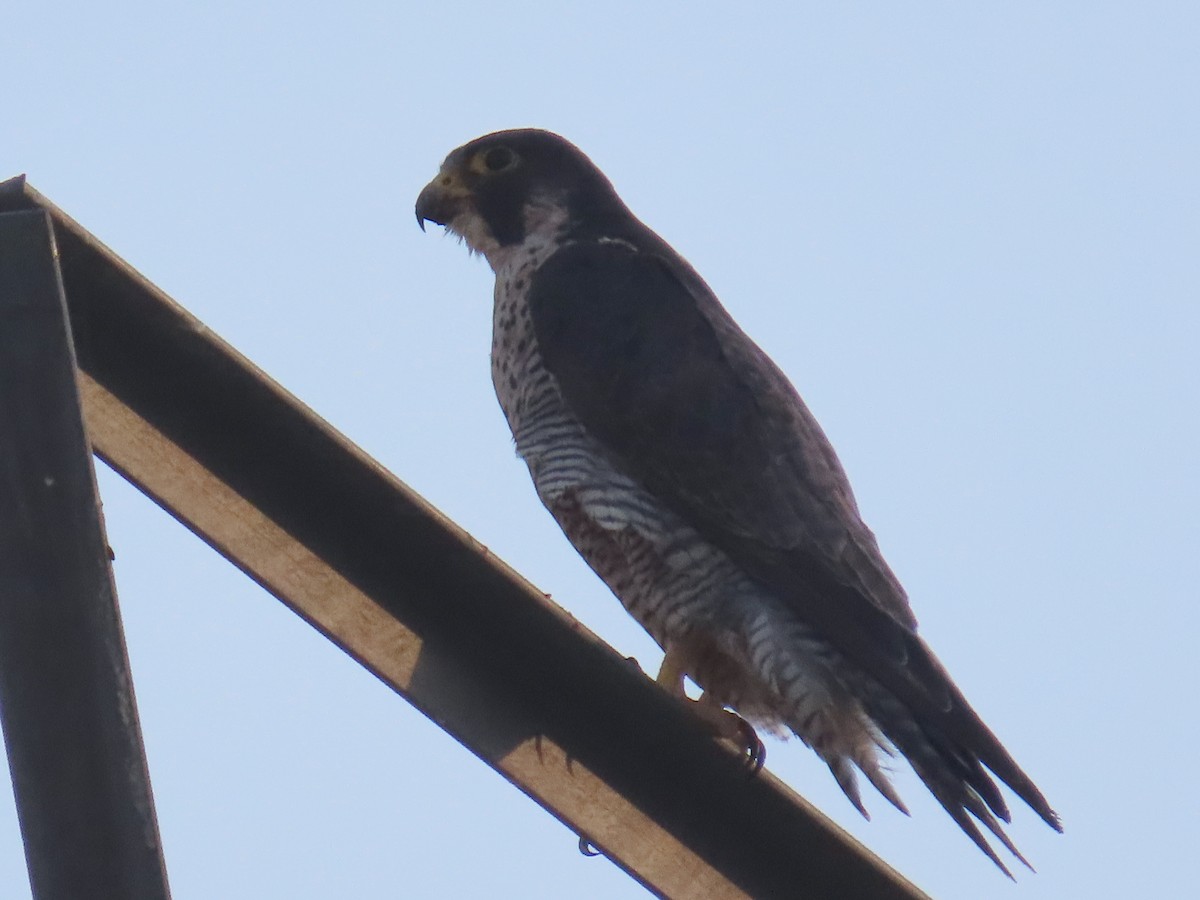 Peregrine Falcon - ML621882718