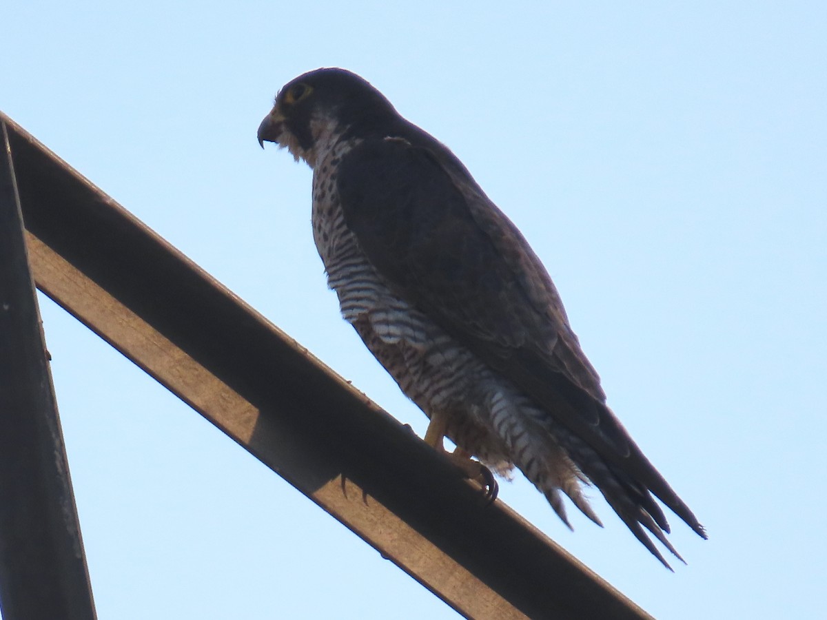 Peregrine Falcon - ML621882719