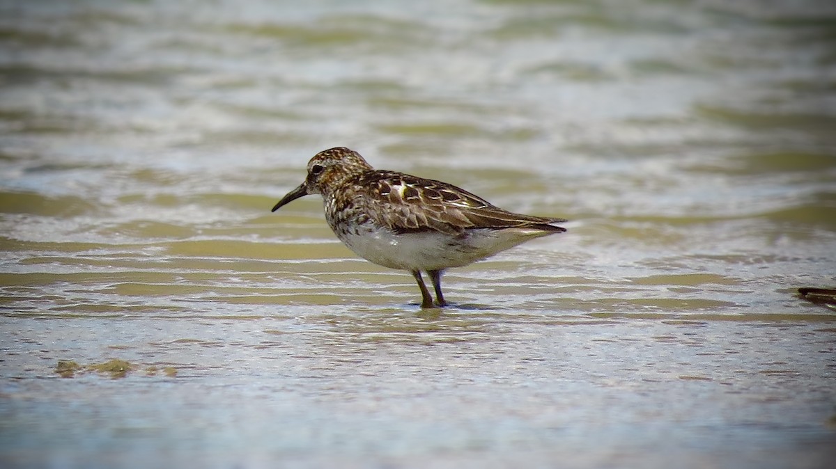 Least Sandpiper - ML621882722