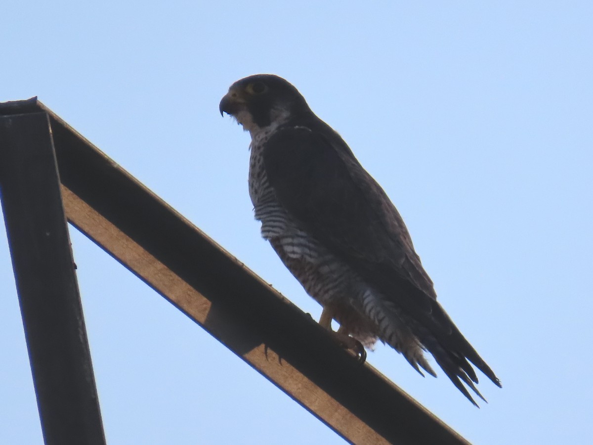 Peregrine Falcon - ML621882723