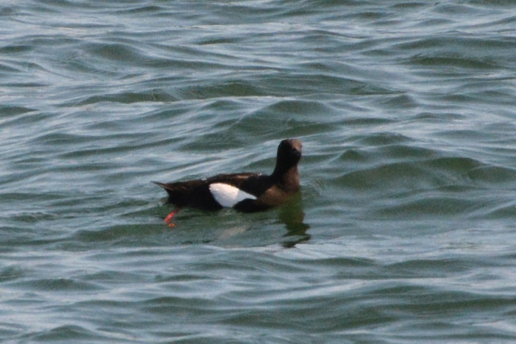 Black Guillemot - ML621882726