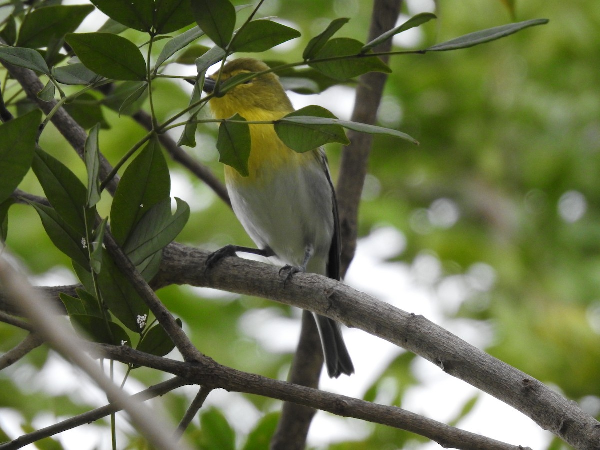 gulbrystvireo - ML621882727