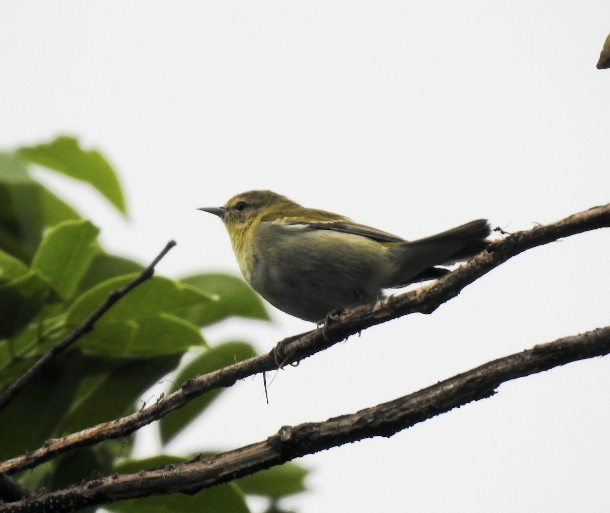 Tennessee Warbler - ML621882741