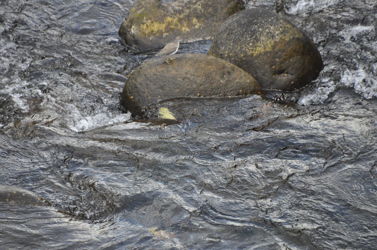 Spotted Sandpiper - ML621882746