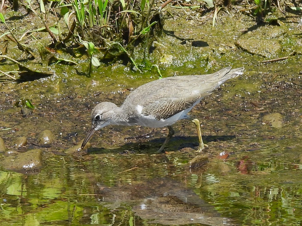 Spotted Sandpiper - ML621882755