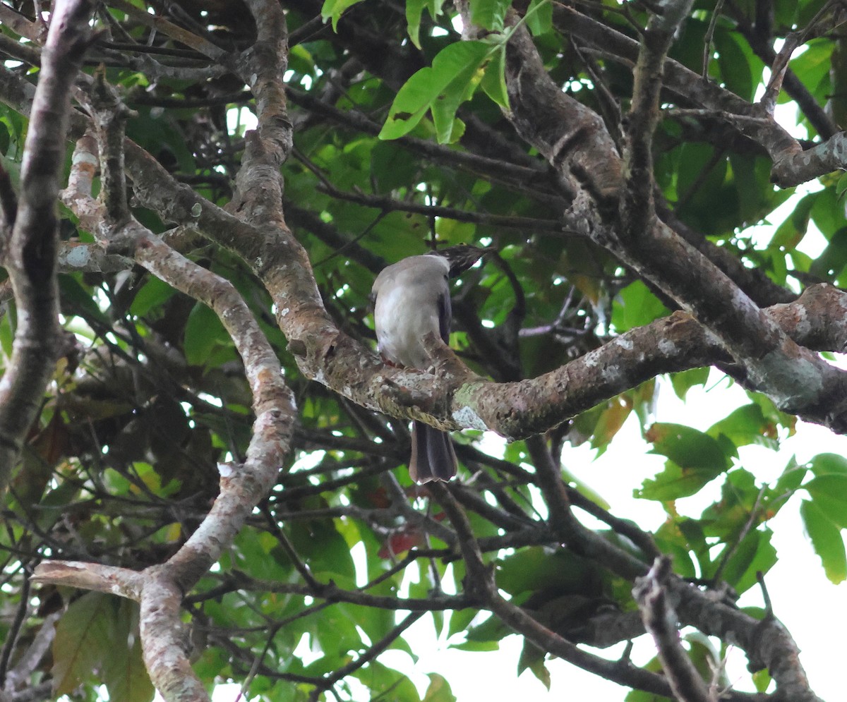 White-throated Thrush - ML621882768