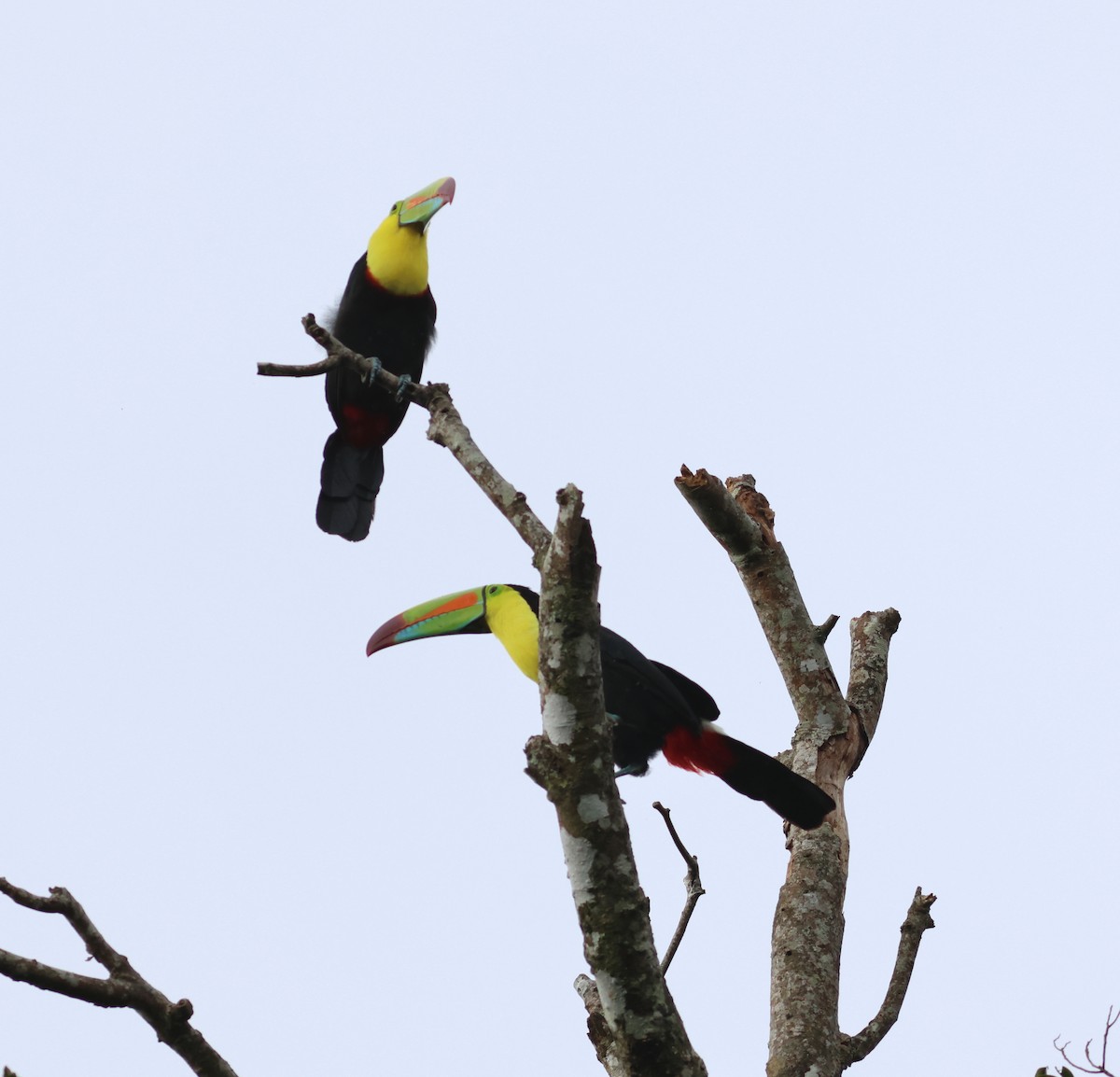 Keel-billed Toucan - ML621882774