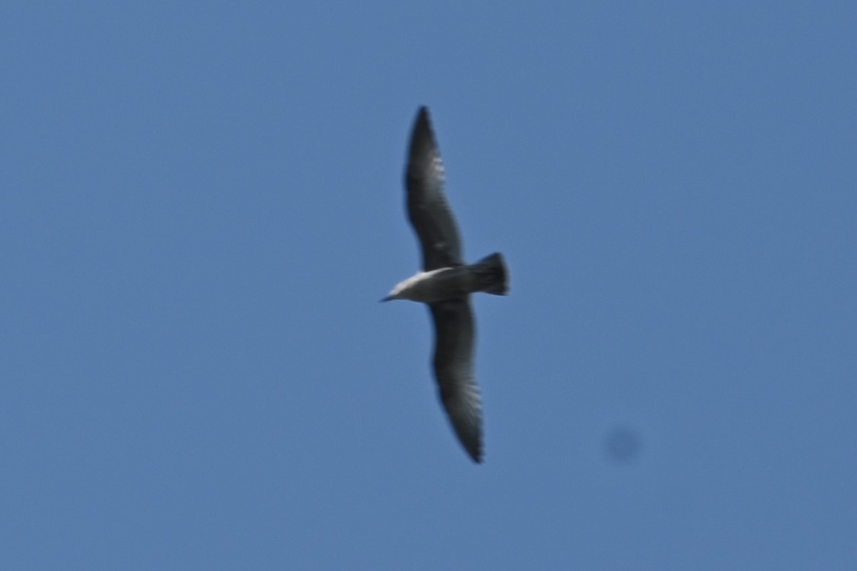 Ring-billed Gull - ML621882776